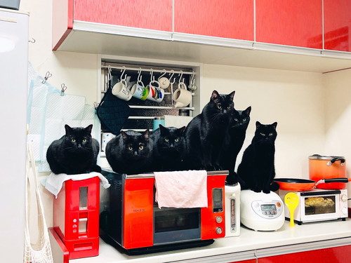 「キッチンは我々が占拠した」