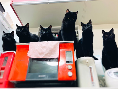 「キッチンは我々が占拠した」