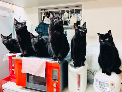 「キッチンは我々が占拠した」