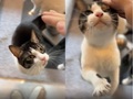 飼い主の手が動くと、猫「なでて！」猫「こっちニャ」猫「わたしもー!!」　我先にと頭をさし出す姿がもん絶かわいい
