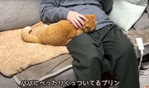 パパにべったりくっついてるプリンテロップ