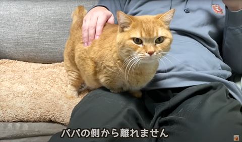 パパの側から離れませんテロップ