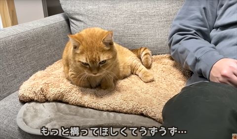 構ってほしくてうずうずテロップ