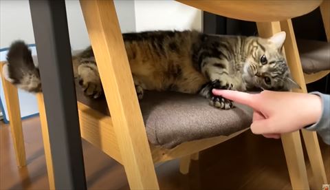 飼い主の指をさわる猫ちゃん