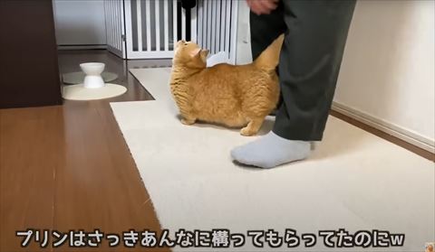 メルはさっきあんなに構ってもらってたテロップ