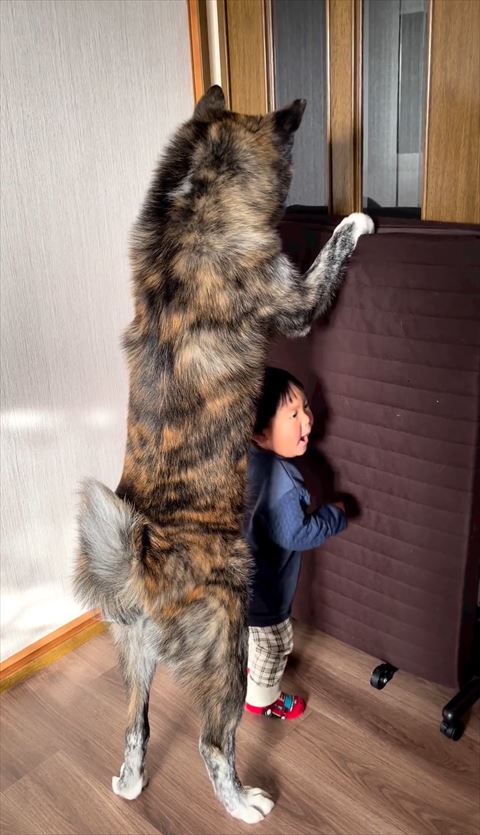 ワンコに守られはしゃぐ息子さん