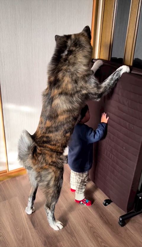 2足立ちで息子さんを見るワンコ