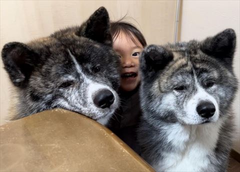 秋田犬に挟まれてる息子さん
