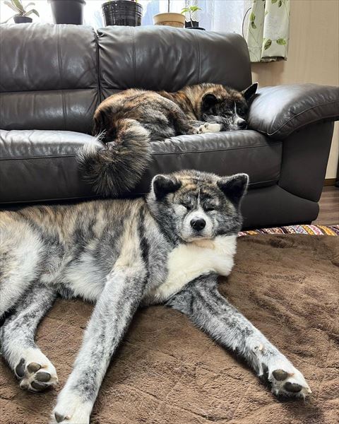 寝てる秋田犬2匹