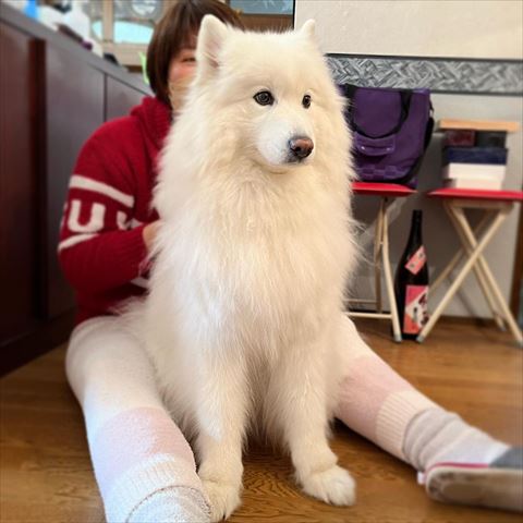 サモエドおすわり