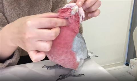 上向いてなでられてるオウム