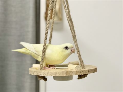 黄色い鳥さん遊んでる