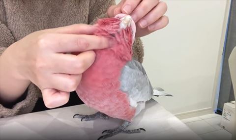 斜め上向いて目つむってなでられてるオウム