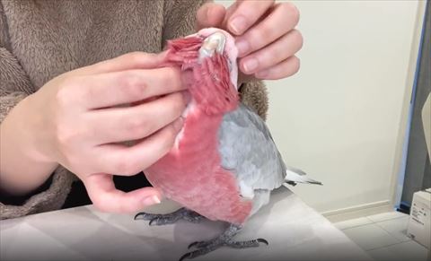 上向いて目つむってなでられてるオウム