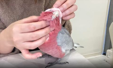 斜め上向いて目あけてなでられてるオウム