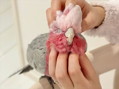 なでられてるオウム正面