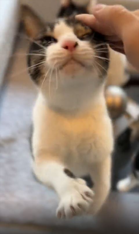 立ち上がってなでられる猫