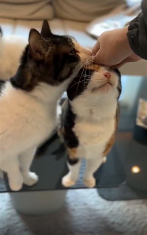 目を細める三毛猫ちゃんの上にアゴのせる猫