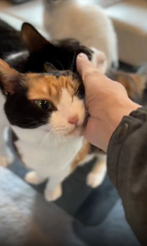 なでられる三毛猫の頭に頭すりつける猫