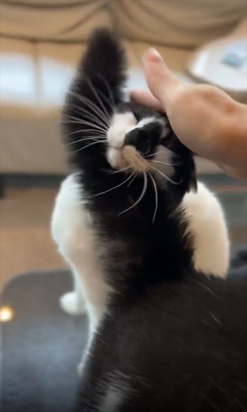 なでられ猫ちゃんのアゴの他の猫のしっぽ