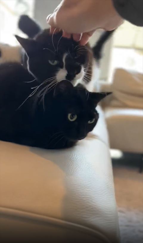 黒猫ちゃんの上に猫ちゃん