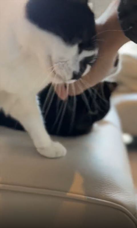 黒猫の前に割り込む猫