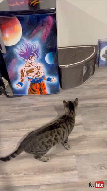 孫悟空を怖がる猫