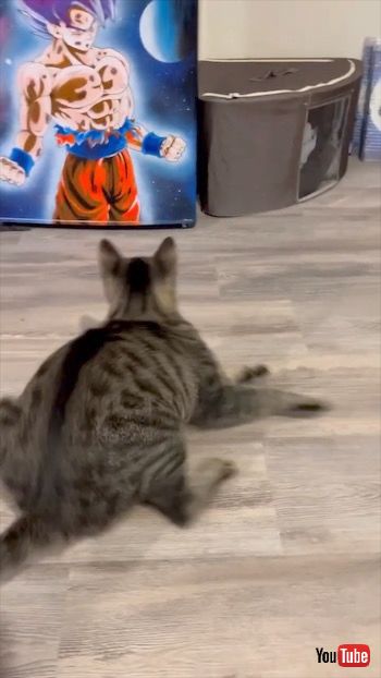 孫悟空を怖がる猫