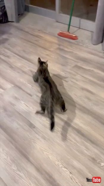 孫悟空を怖がる猫