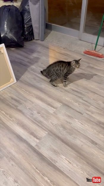 孫悟空を怖がる猫