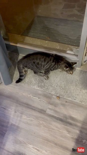 孫悟空を怖がる猫