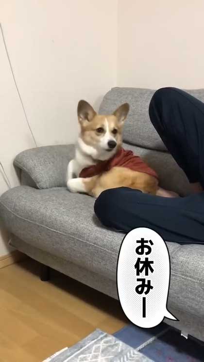 息子だけに世話を焼くコーギー