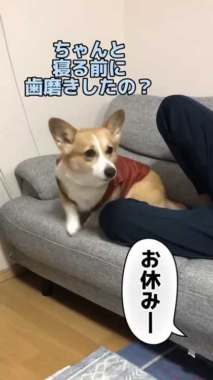 息子だけに世話を焼くコーギー