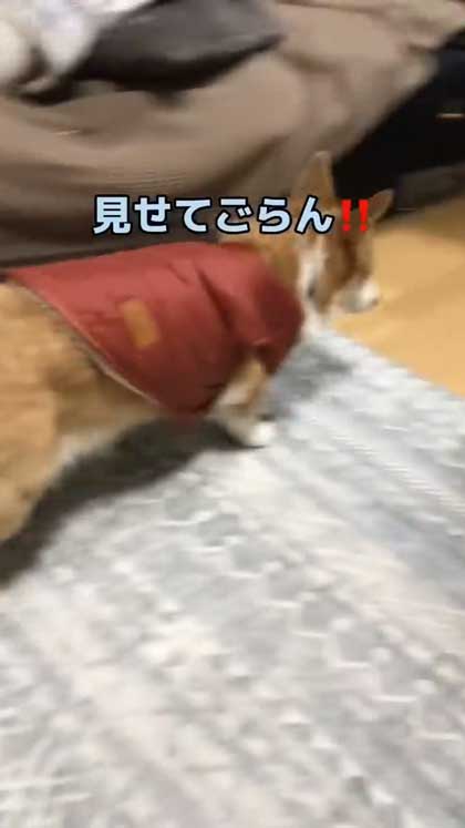 息子だけに世話を焼くコーギー