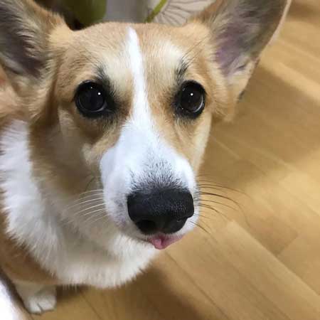 息子だけに世話を焼くコーギー