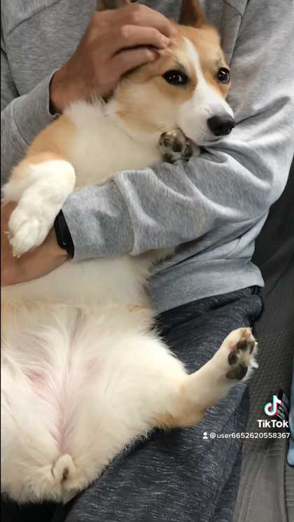 息子だけに世話を焼くコーギー