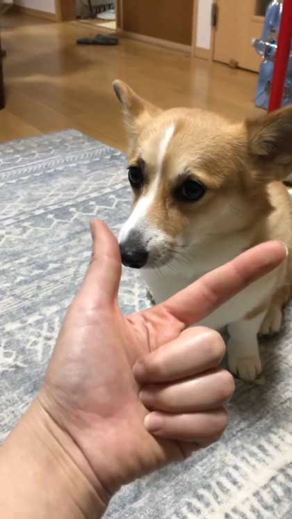 息子だけに世話を焼くコーギー