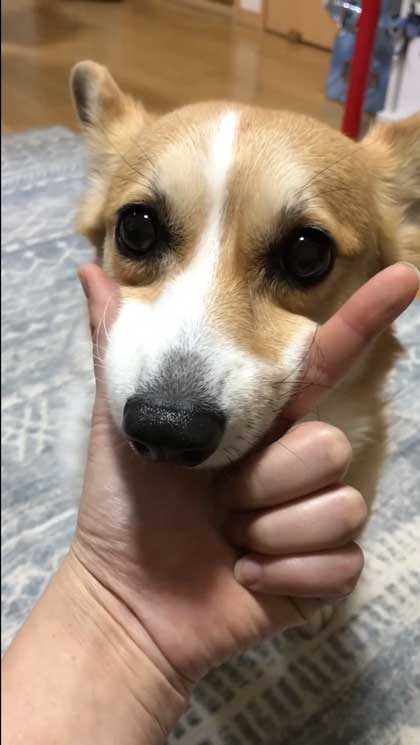 息子だけに世話を焼くコーギー