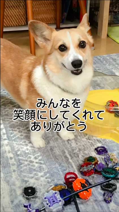 息子だけに世話を焼くコーギー