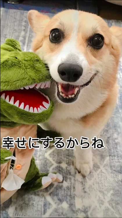 息子だけに世話を焼くコーギー