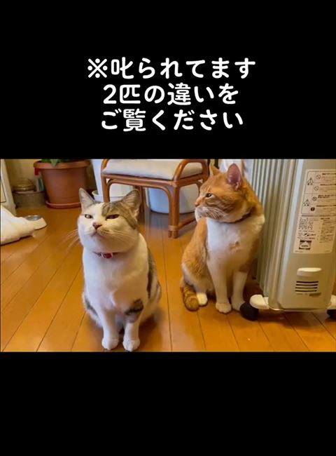 叱られてますテロップ