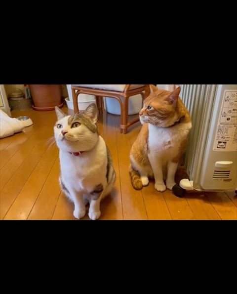 上見る猫と横見る猫