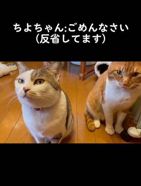 ちよちゃんごめんなさいテロップ