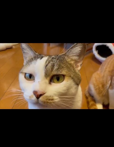 キジトラ白猫ちゃんアップ