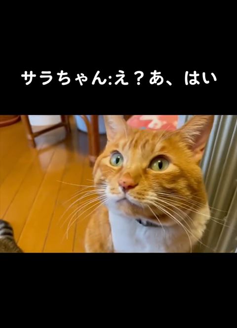 茶トラ猫ビックリ顔