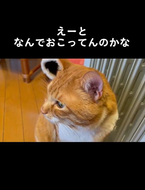 横を向く茶トラ猫