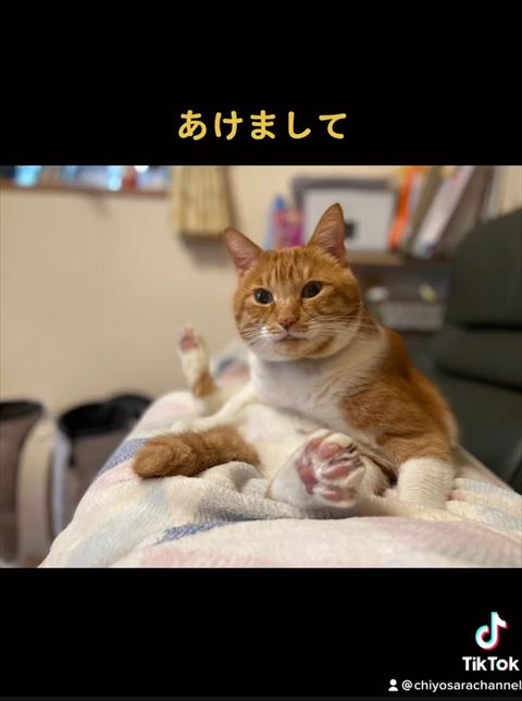 茶トラ猫