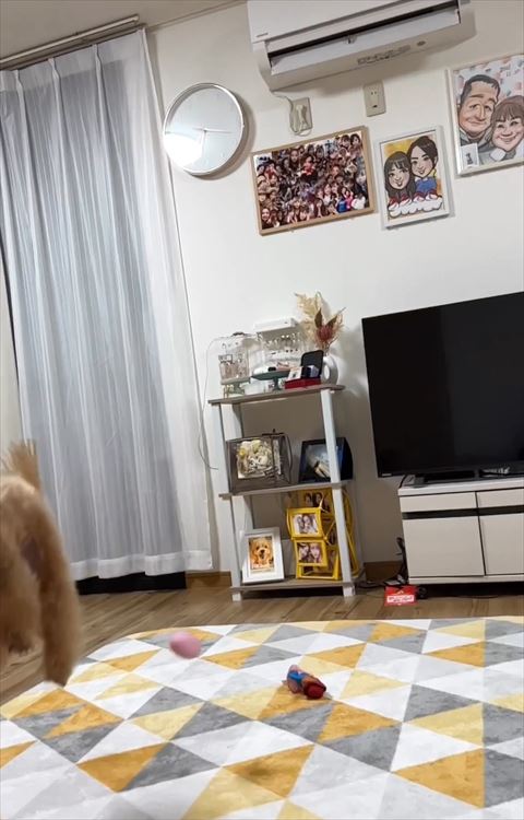 ワンコのおしりとボール