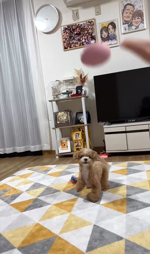 投げたボールを見るワンコ