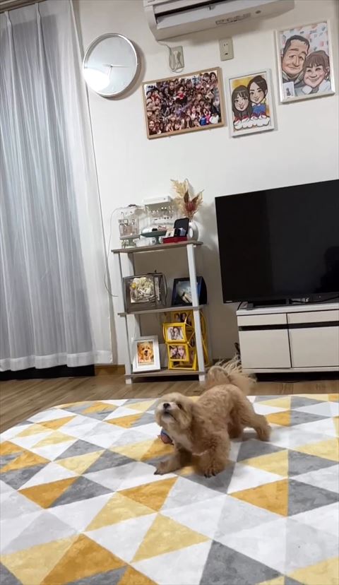 上を見上げるワンコ